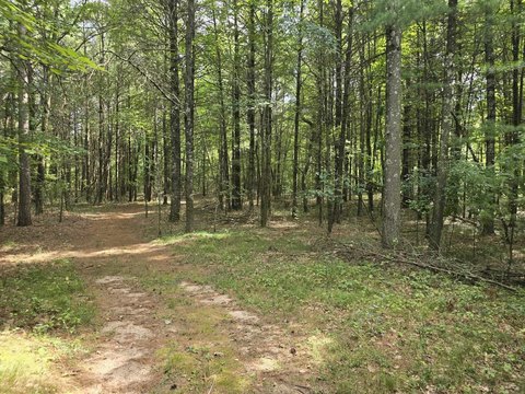 Wooded Land in Wisconsin Rapids