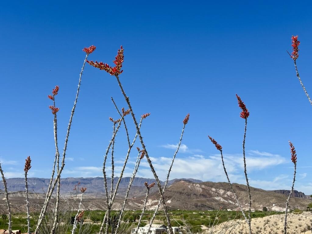 Picture 19