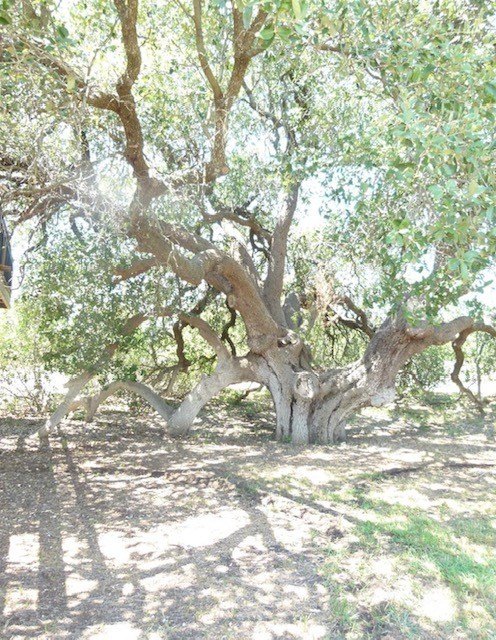 Picture 18