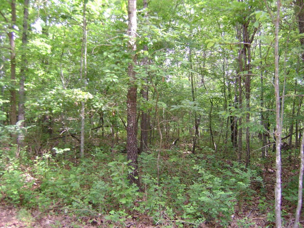 Picture 8