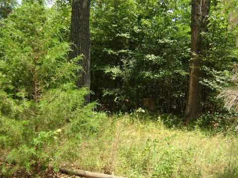 Golf Course Lots in Arkansas