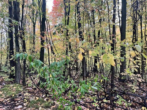 Wooded Land Parcel in Sand Lake