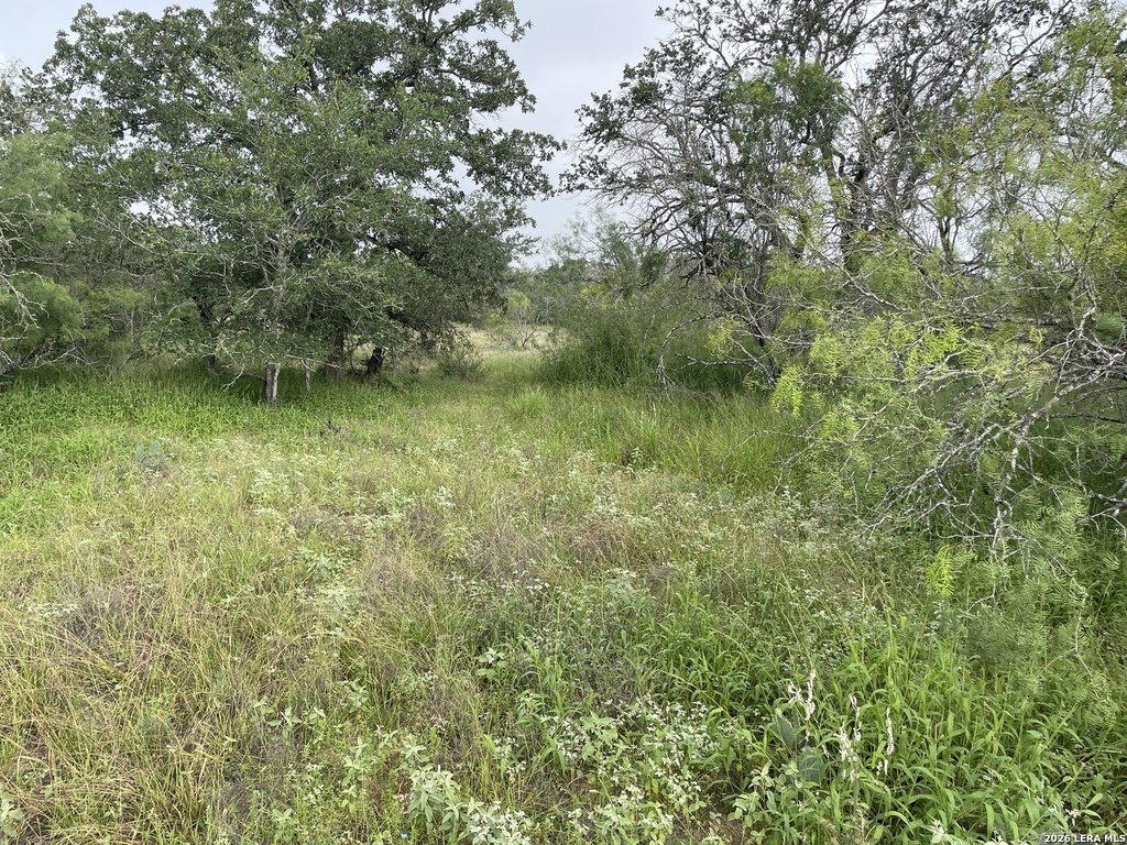 Picture 5