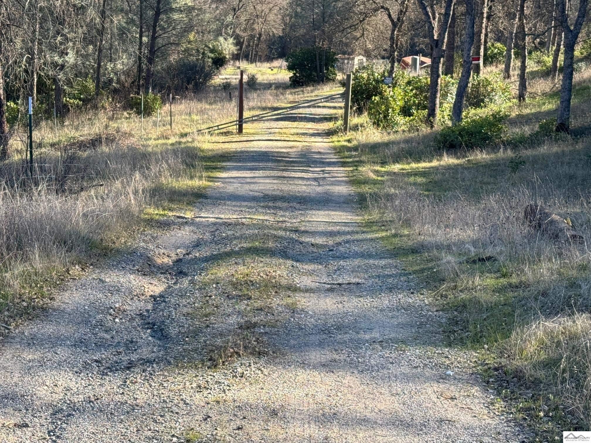 Land with Abundant Trees