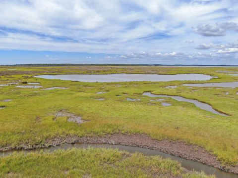 Waterfront Marsh and Timber Land