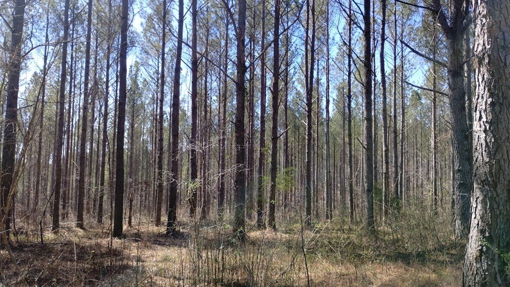 Picture 17