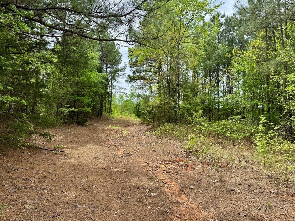 Picture 5