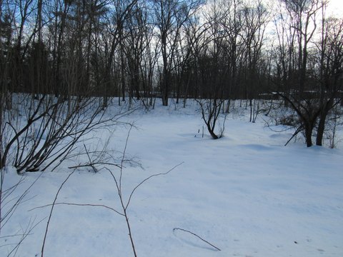 Land Near Manistee National Forest