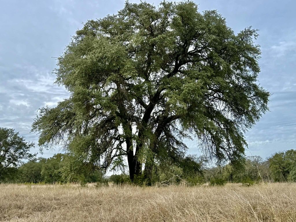 Picture 40