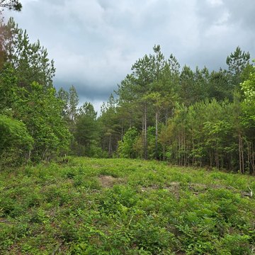 Land in Robbins, Tennessee