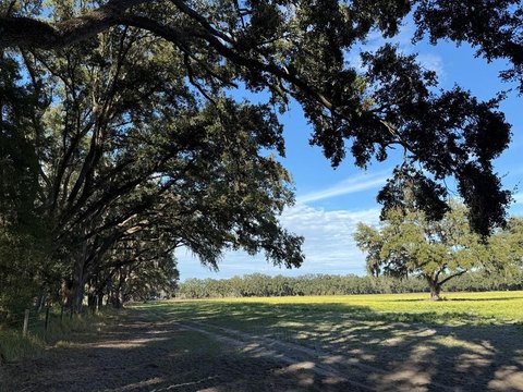 Undeveloped Land in Chiefland, Florida