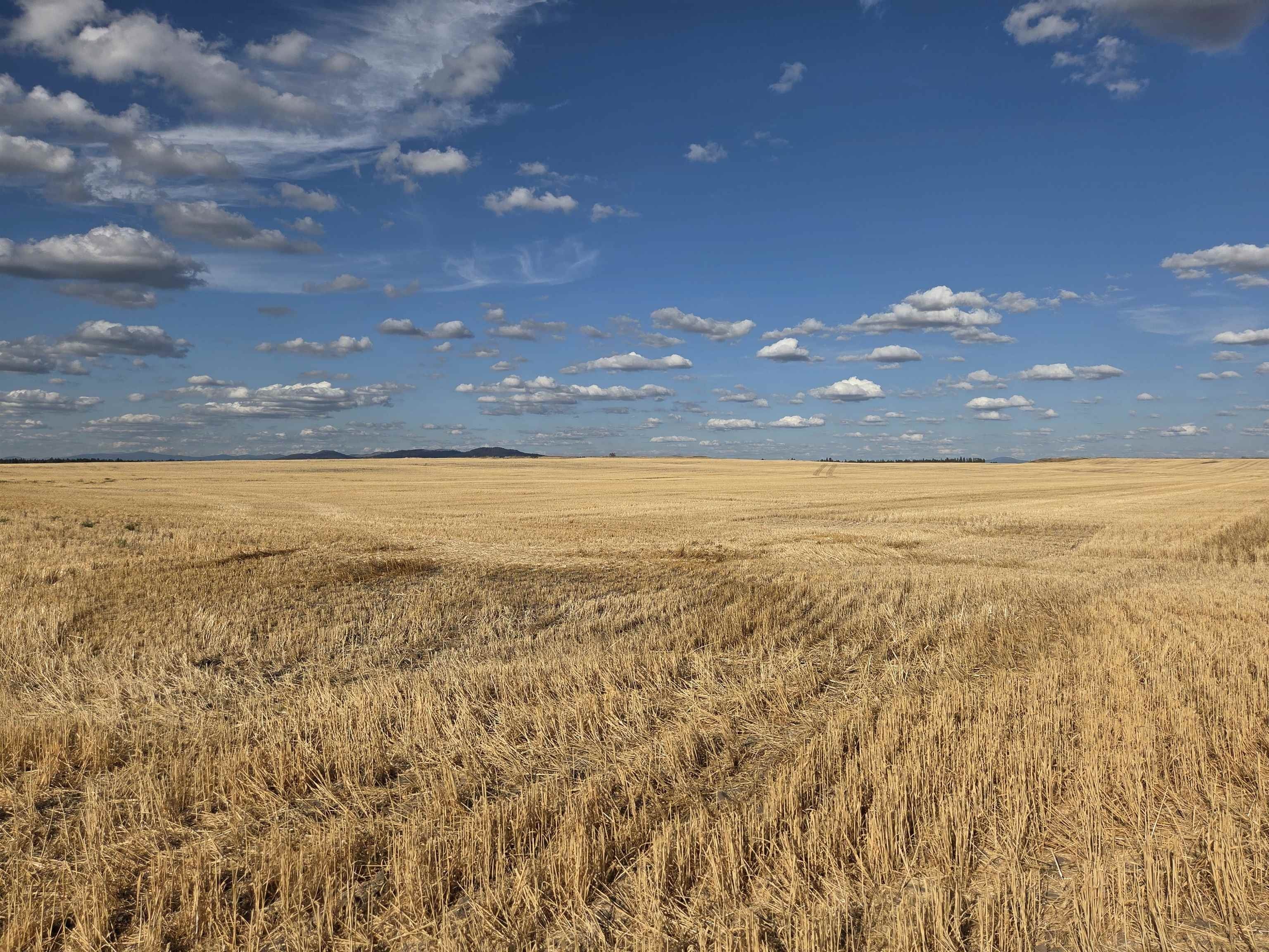 40 Acres Near Reardan, WA