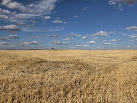 40 Acres Near Reardan, WA