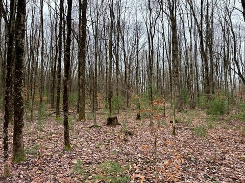 5-Acre Land Near Sylvan Beach