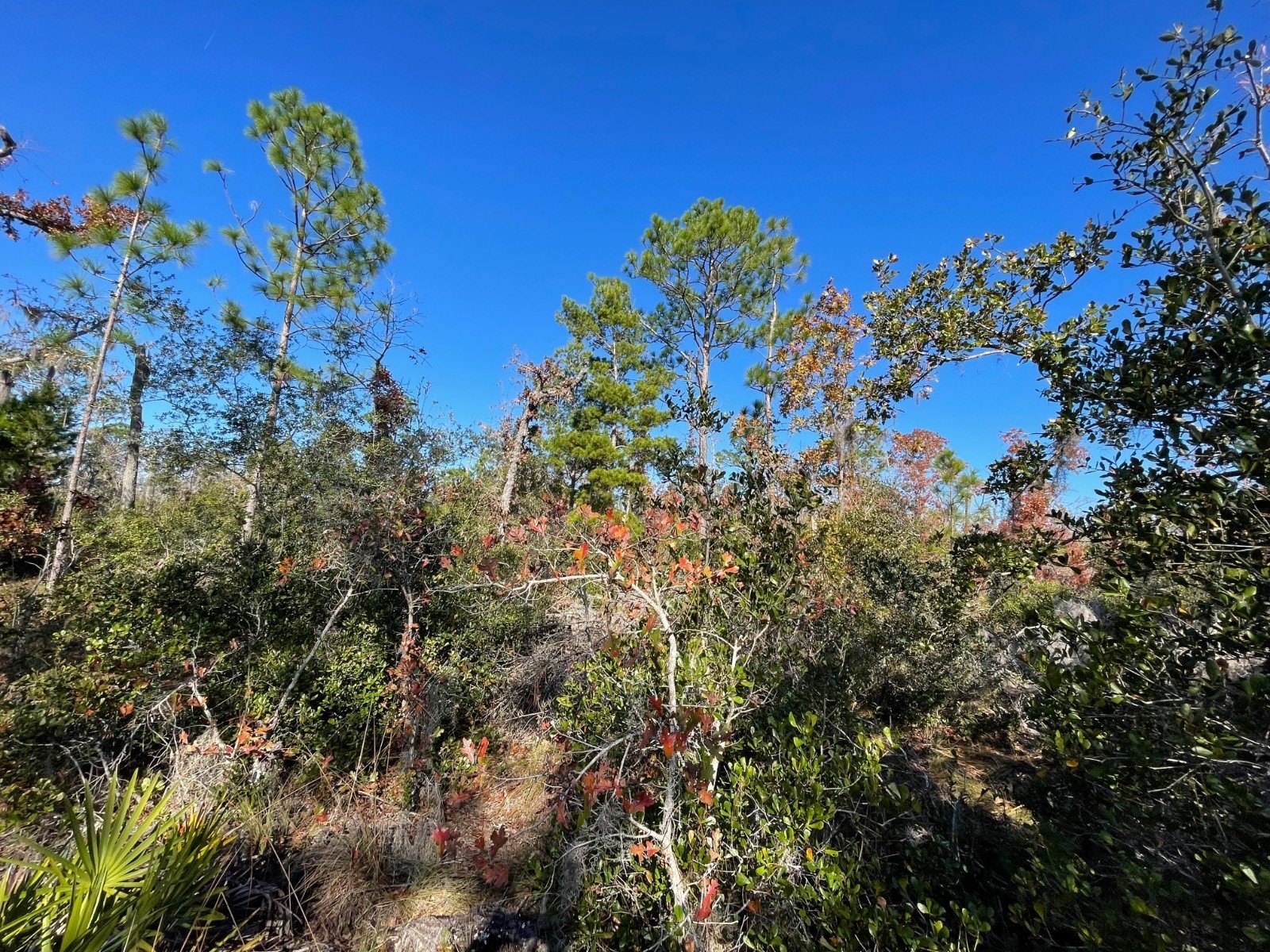 Perry, FL Vacant Land Parcel