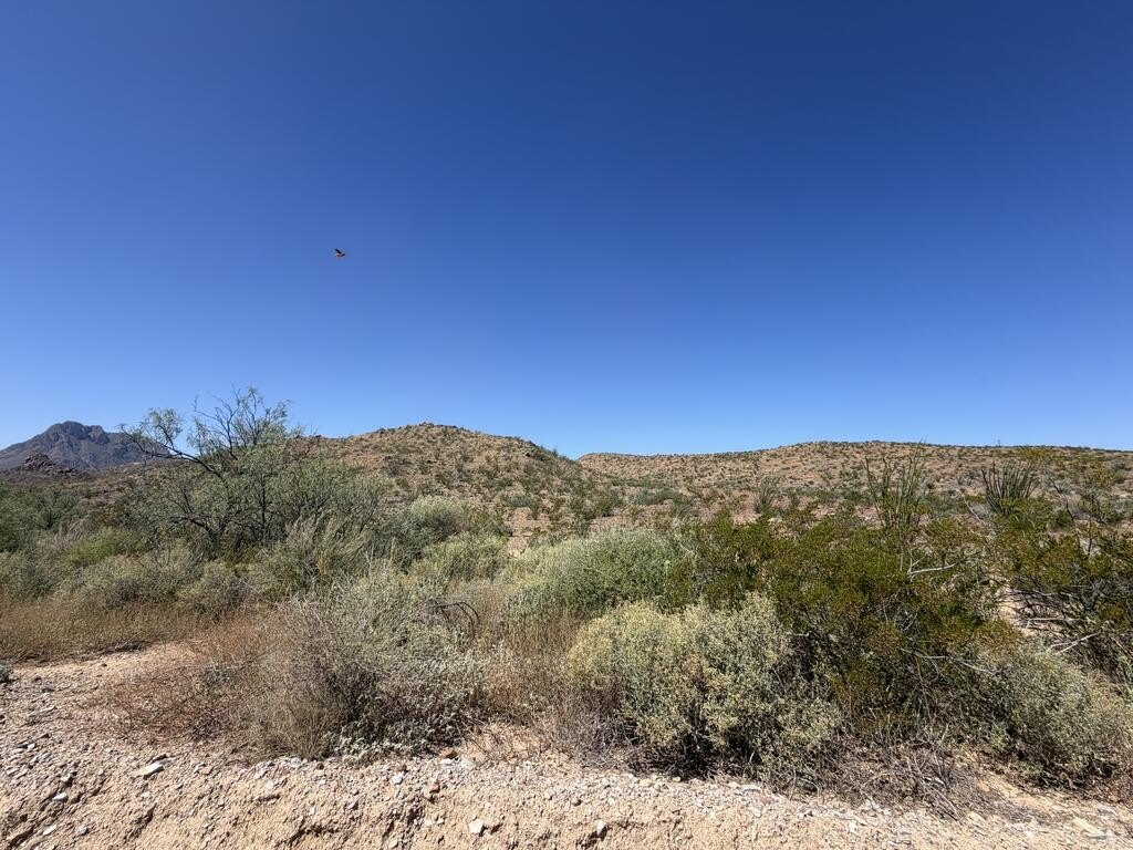 Picture 15