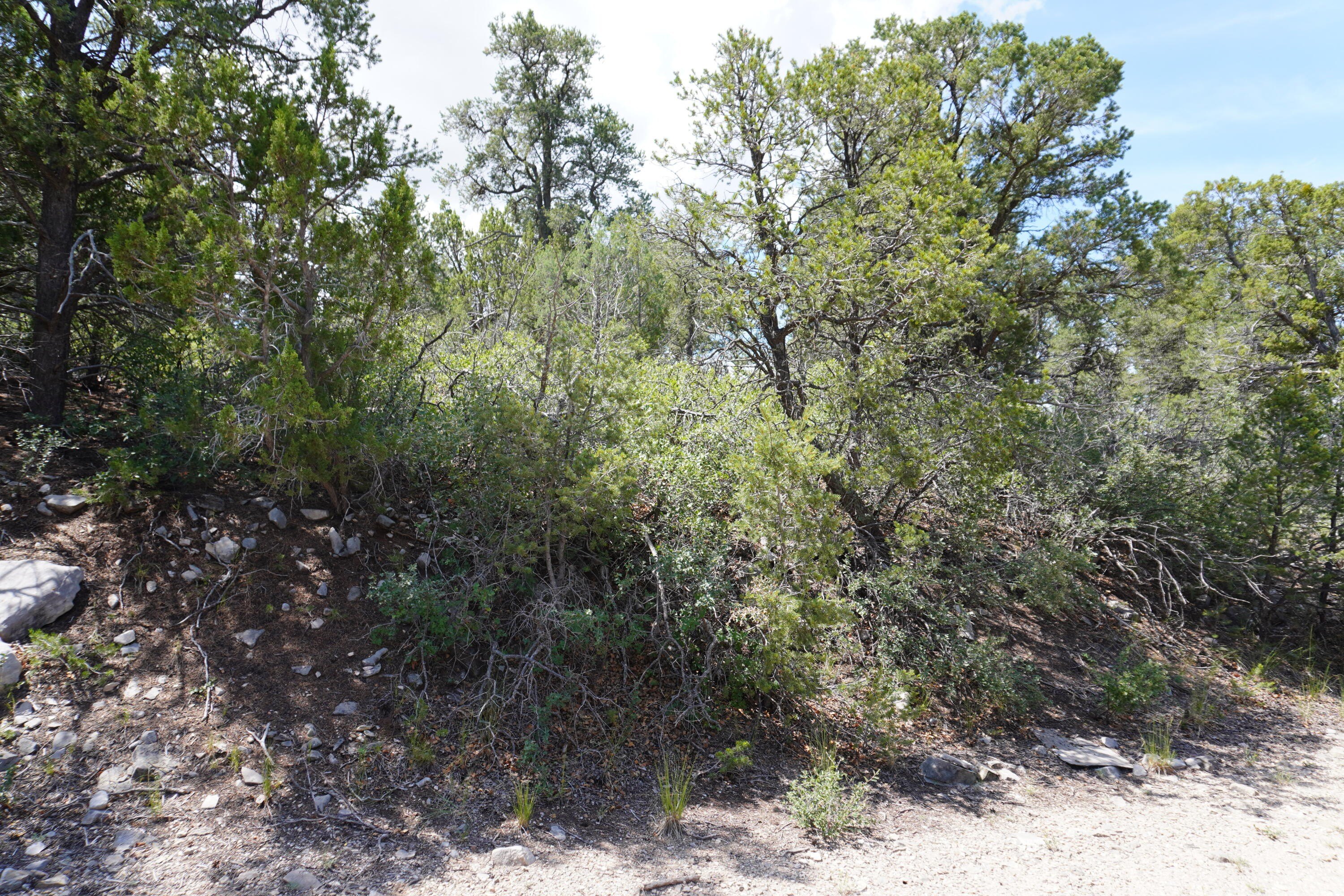 Mountain Land Backing Forest