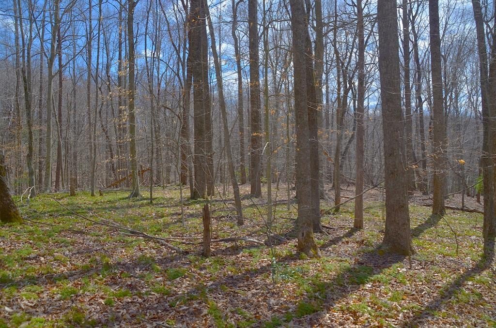 Two Acre Wooded Building Tract