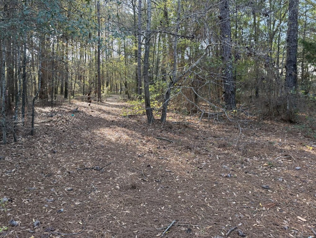 Picture 5