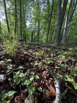 Wooded Residential Building Lot