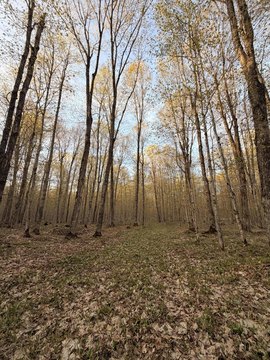 Paradise, MI Wood Land Parcel