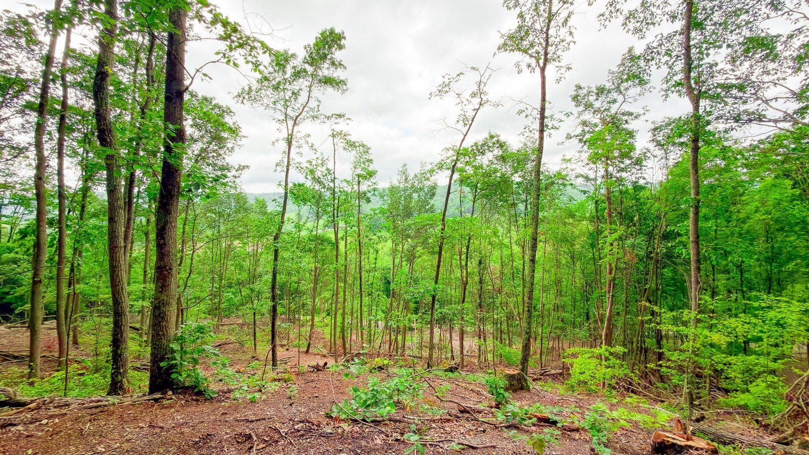 Ross County Wooded Acreage