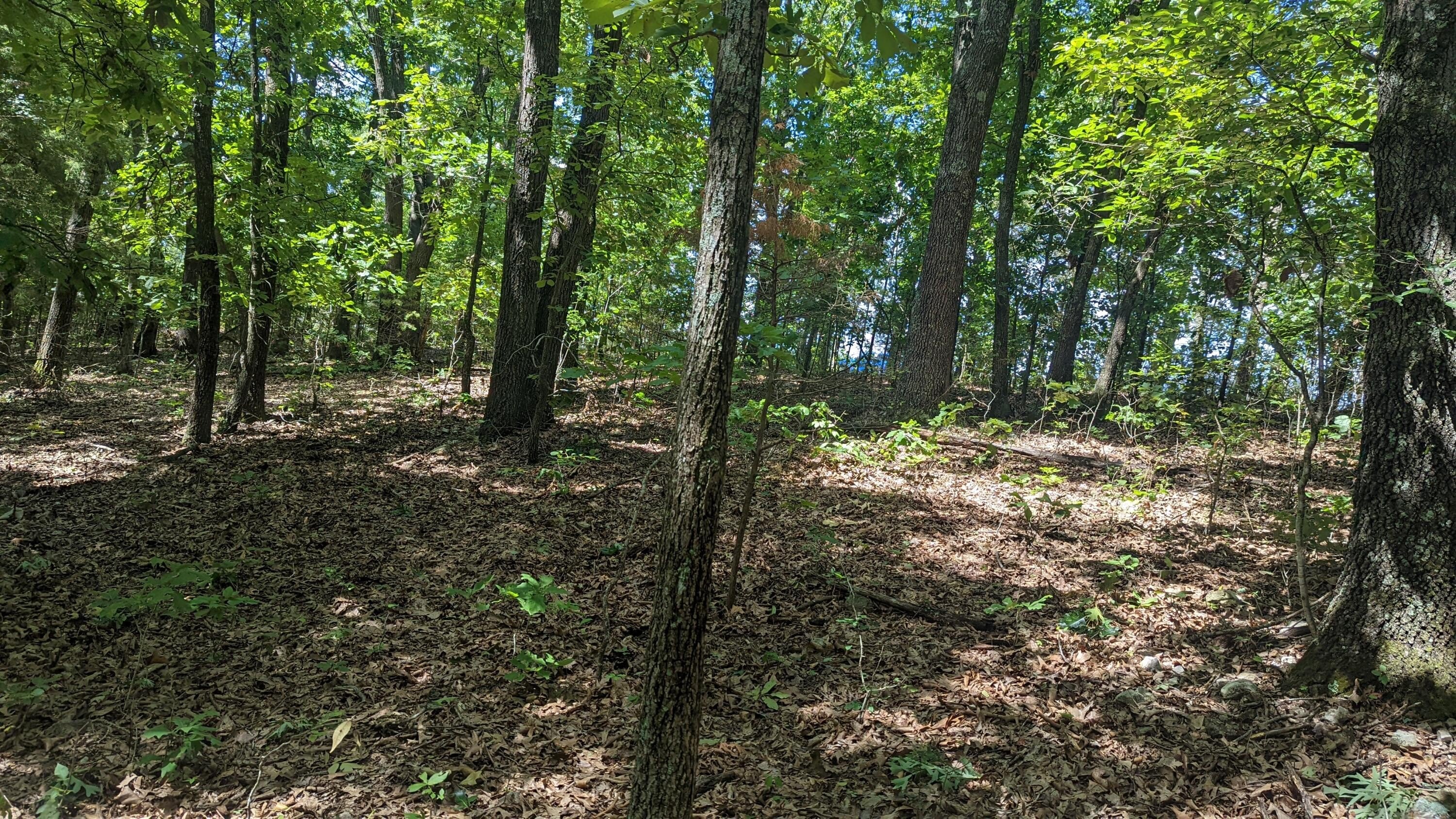 Cape Fair Acreage Building Lot