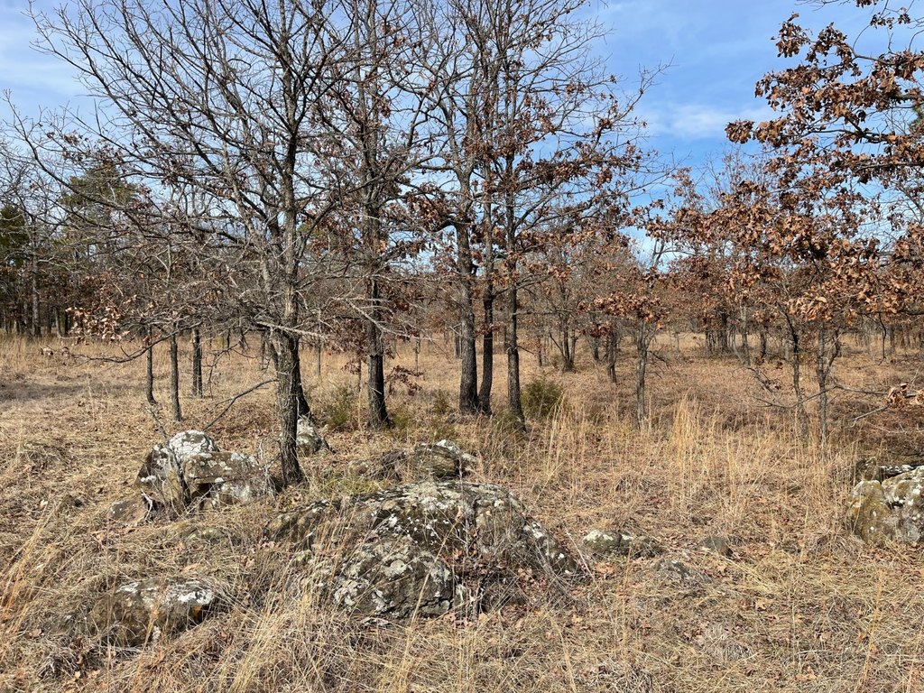 Picture 44