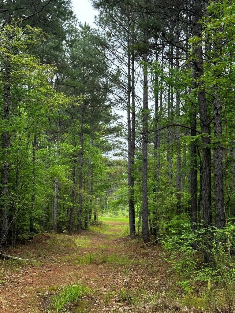 197 Acres of Timberland