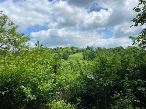 96 Acres in Falmouth, KY