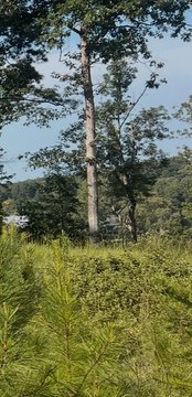 Land, Double Springs, AL