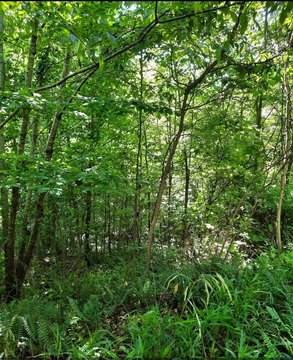229 Acres Hunting and Recreational Land