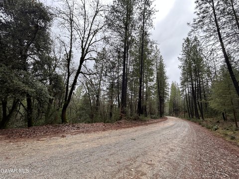 Forested Land in Nevada City