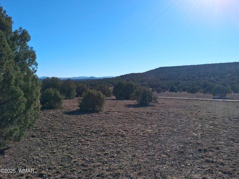 Forested Land in Concho, Arizona