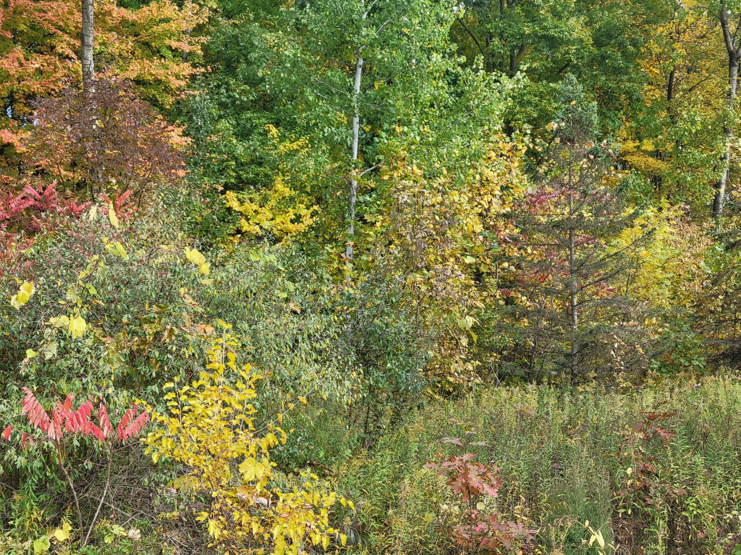Residential Land in Lawton, MI