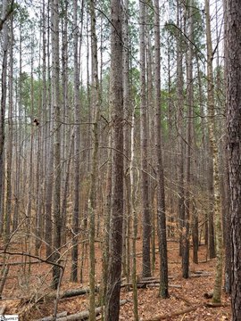 Heavily Wooded Spartanburg Land