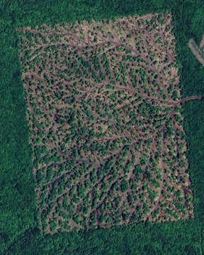 Secluded Landlocked Hunting Land