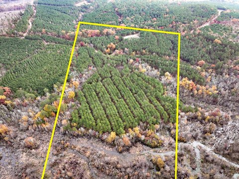 Avinger, TX Ranch Land