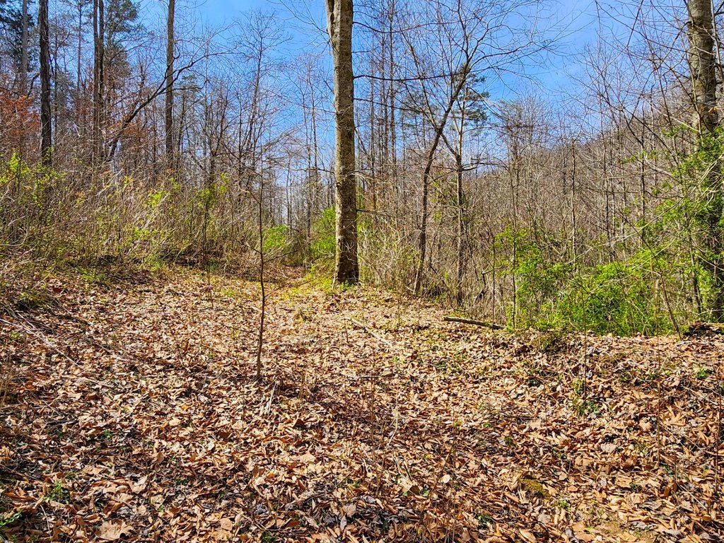 Picture 35