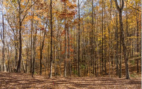 Ellijay Land with River Access