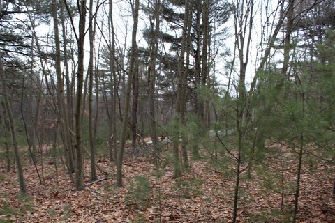Elevated Hunting Land Lot