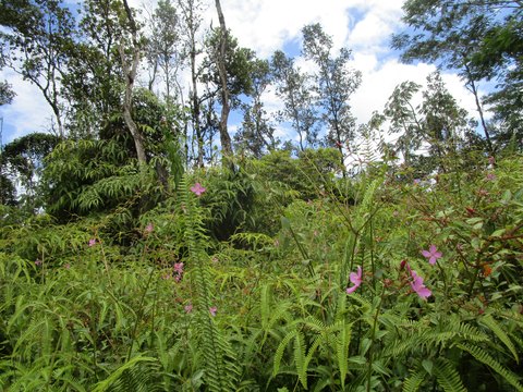 Pahoa, HI Lightly Wooded Land