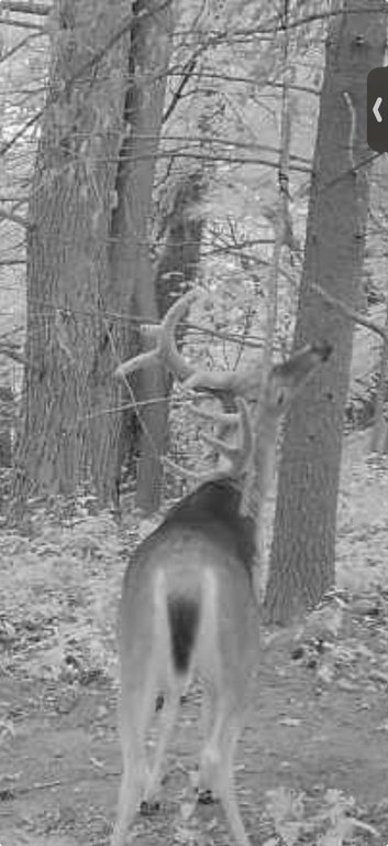 Picture 82