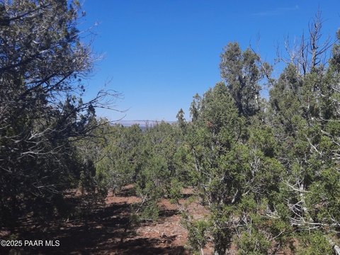 Remote Treed Land in Seligman