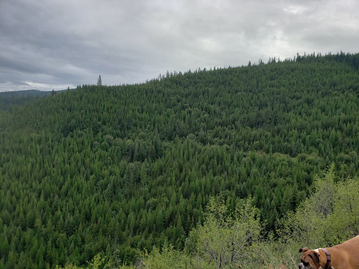 Huson, MT Wooded Land Parcel