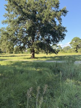 Land, Summerton, SC