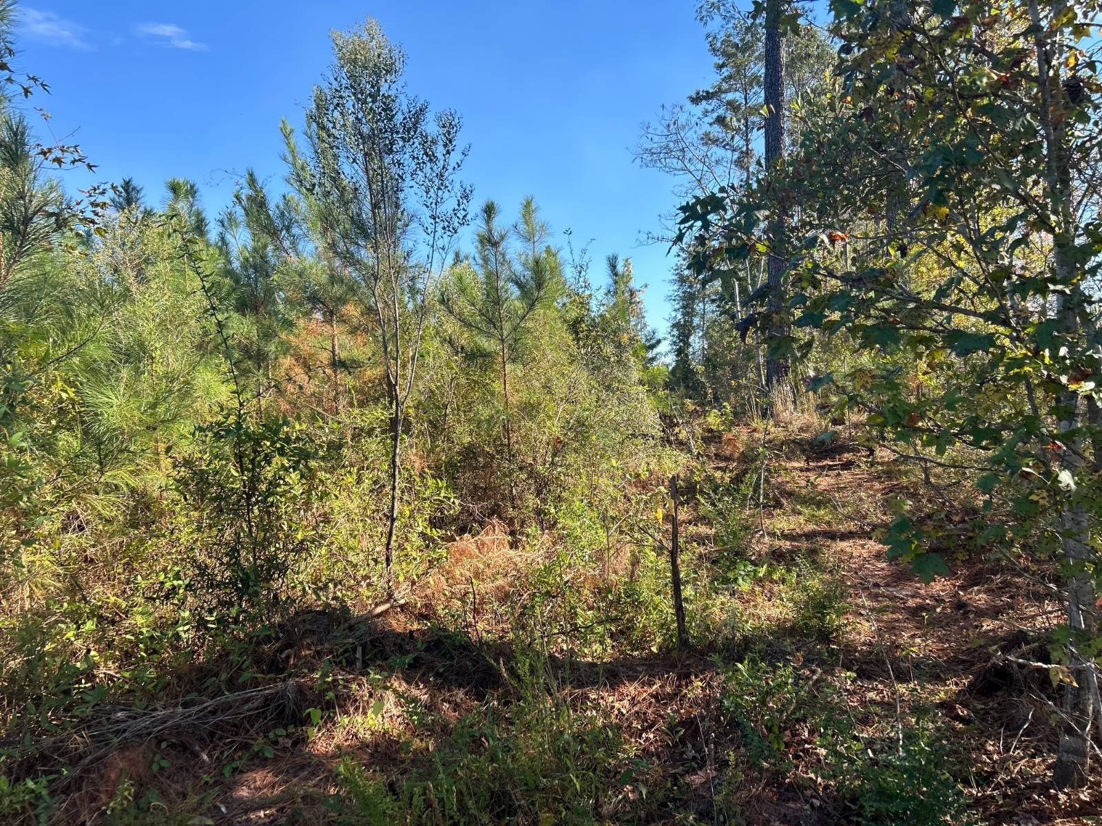 Vacant Land on Rose Hill