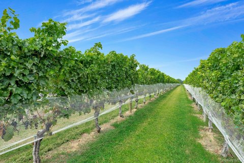 Operating Vineyard With Winery