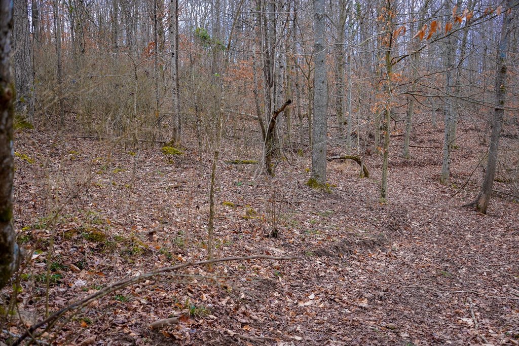 Picture 51