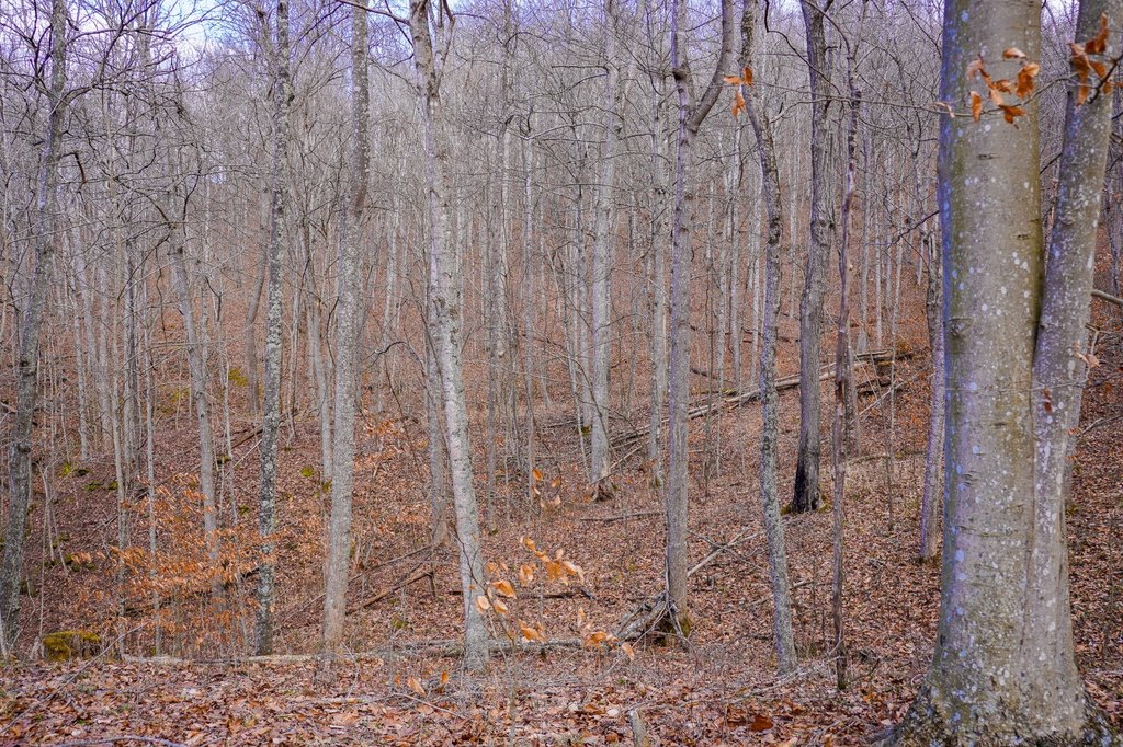 Picture 60
